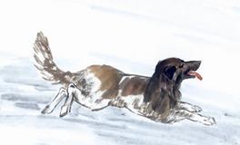 1946年属狗的人2020年运势大全及破解