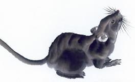 1948年属鼠的人2020年运势大全及破解