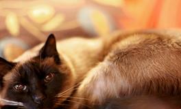 做梦梦到生闺女