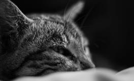 做梦梦到自己没有怀孕了