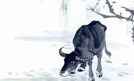 1985年属牛的人2020年运势大全及破解