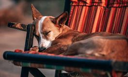 孕妇做梦梦到被狗追