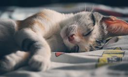 梦见饺子是什么意思