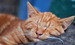 梦见鲤鱼是什么意思