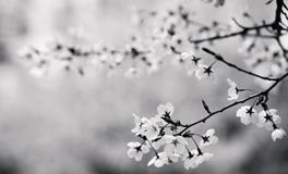 做梦梦到蛇和狗