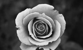 做梦梦到家里进蛇