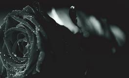 女人梦见猫是什么预兆