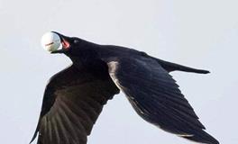 水瓶座代表的鸟