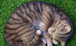 梦见自己疯了是什么意思