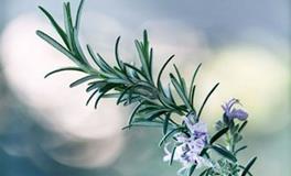 射手座专属守护花