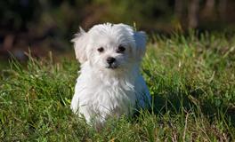 孕妇梦到李子是什么意思