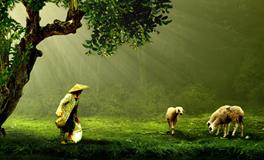 做梦梦到两条小黑蛇