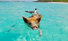 梦见刮胡子刮不干净