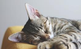 女人梦见很多苍蝇