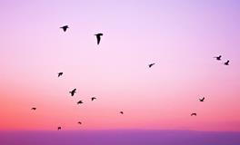 梦见好多棉被子