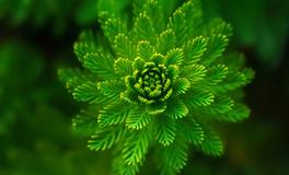 梦见手指流血是什么预兆