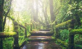 梦见情人死了是什么意思