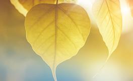 梦见自己当领导