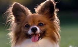 双子座专属宠物狗狗