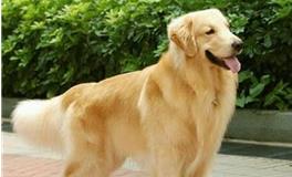 处女座专属宠物狗狗