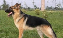 水瓶座专属宠物狗狗