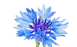 白羊座的守护花，白羊座的守护花花语