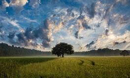 属猪人出生时辰命运