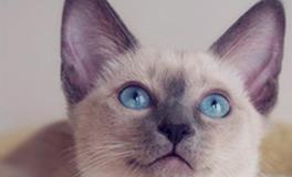 双子座专属宠物猫