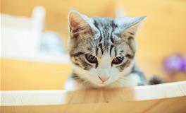 十二星座专属宠物猫