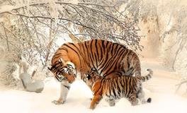 生肖虎的成语故事