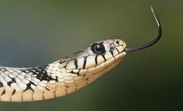 十二生肖属蛇的传说和来源