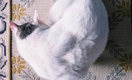 双鱼座的第一印象