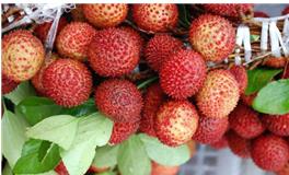 天秤座代表什么水果