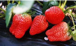 双鱼座代表什么水果