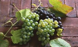 巨蟹座的幸运水果