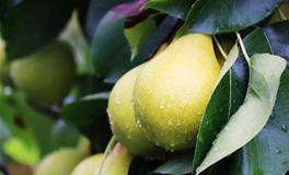 水瓶座的幸运水果