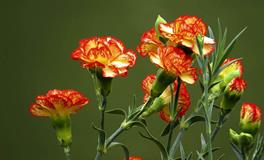 金牛座的守护花