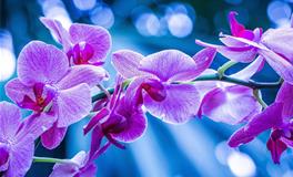 双鱼座的守护花