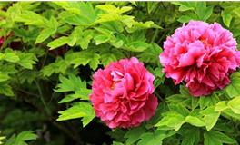 正月初三祝福语,正月初三祝福的吉祥话