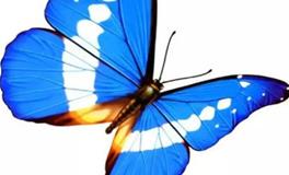 双子座代表的蝴蝶