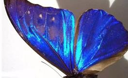 射手座代表的蝴蝶