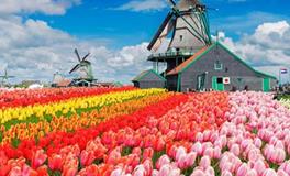 2019年属猪的运气如何