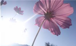 木字旁最吉利的字