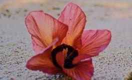 董易林2019年3月11日生肖运势