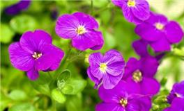 属猪男孩取名的吉祥字