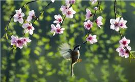 关于春分的句子