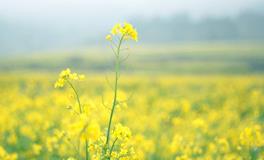 关于春分的成语，春分成语的解析