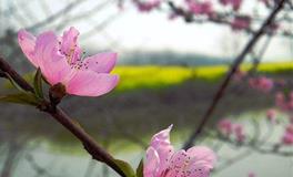 描写春分的诗句有哪些