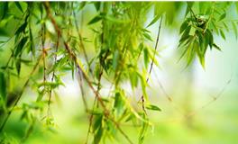 数九日历2019，2019数九日期表