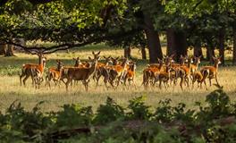 比肩运是什么意思